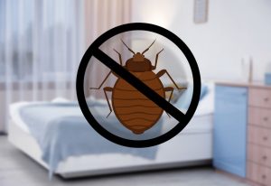 bed bug sniffer dog Denver